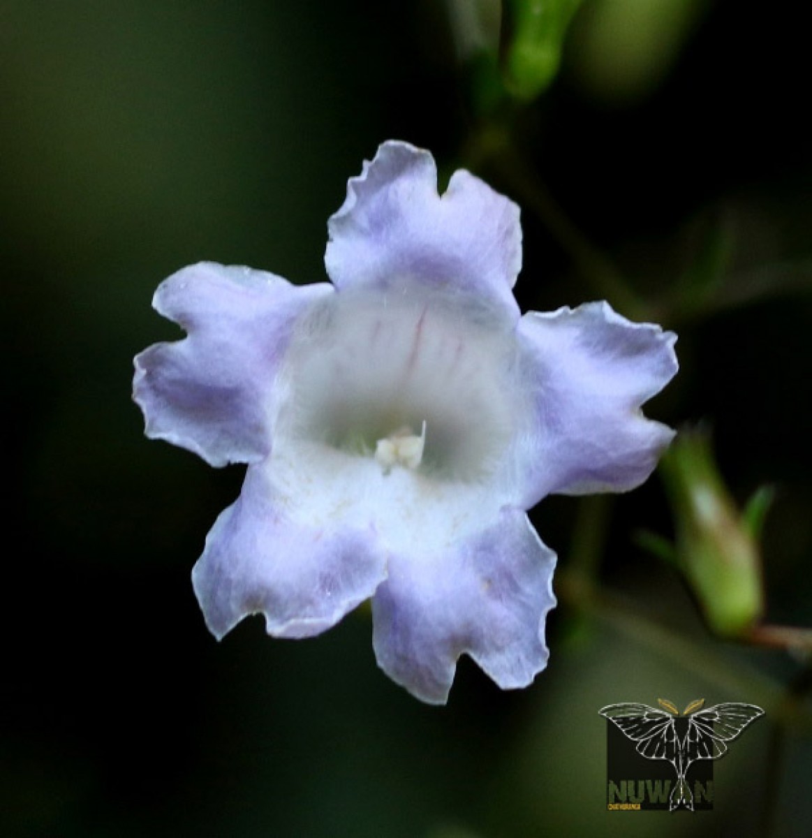 Strobilanthes helicoides T.Anderson